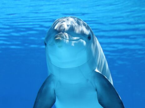 Залишилися білі кити та дельфінятко. Частину тварин із харківського дельфінарію евакуювали до Одеси