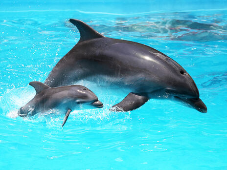 На побережье Черного моря во время войны начали находить мертвых дельфинов