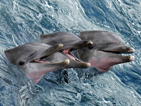 У США вважають, що Росія поставила на охорону Криму бойових дельфінів. Maxar підтвердив це супутниковими знімками