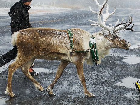 В Японии в ожидании суровой зимы тестируют доставку пиццы на оленях. Видео