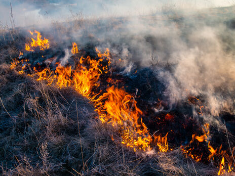 В Киевской области горит лес. Мэр призвал киевлян закрыть окна и не паниковать