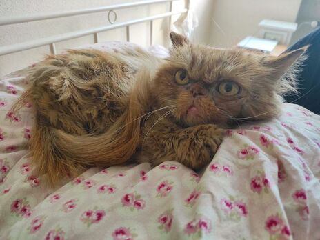 Урятована волонтерами в Бородянці кішка на прізвисько Шафа повернеться до колишніх господарів, які називають її Глорією