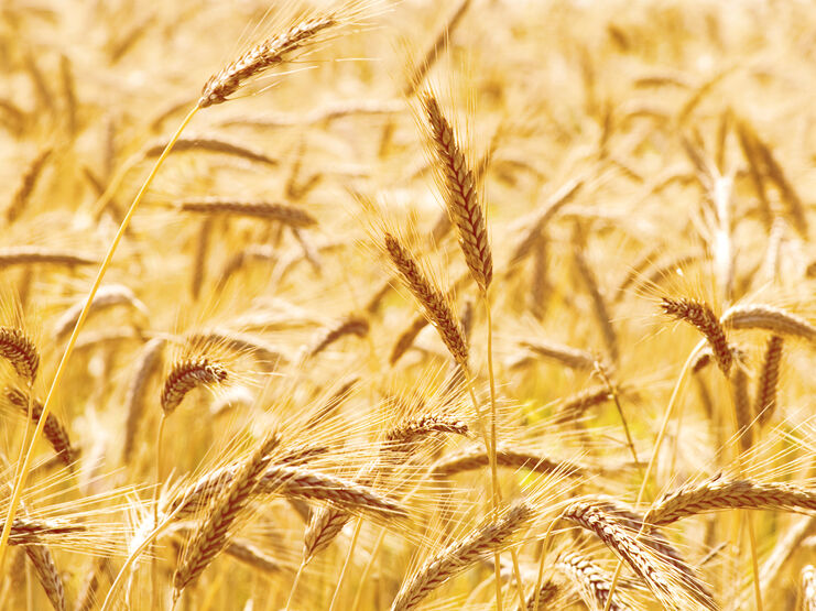 Росія вкрала в Україні приблизно 400 тис. тонн зерна – комітет Ради