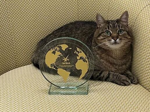 Український кіт-блогер Степан став лауреатом найпрестижнішої премії в індустрії блогерів