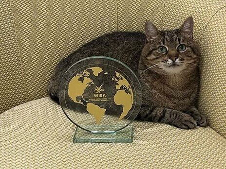 Украинский кот-блогер Степан стал лауреатом престижной премии в индустрии блогеров