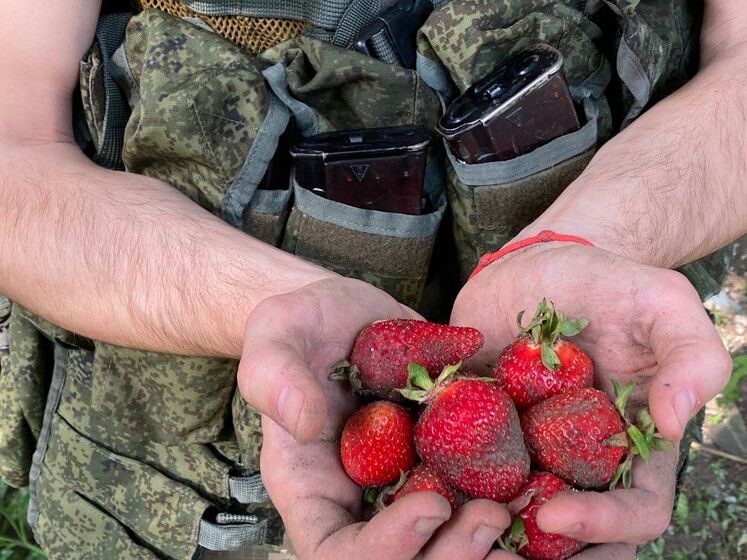 "Працюють добре". Російські окупанти через проблеми із забезпеченням збирають за гроші полуницю у Херсонській області – командування "Південь"