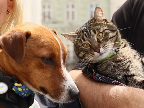 Пес Патрон зустрівся у Львові з котом, який живе у мерії. Фото