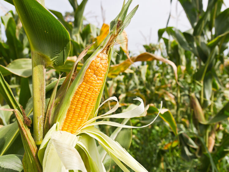 Судно с 18 тыс. тонн украинской кукурузы прибыло в Испанию по новому маршруту