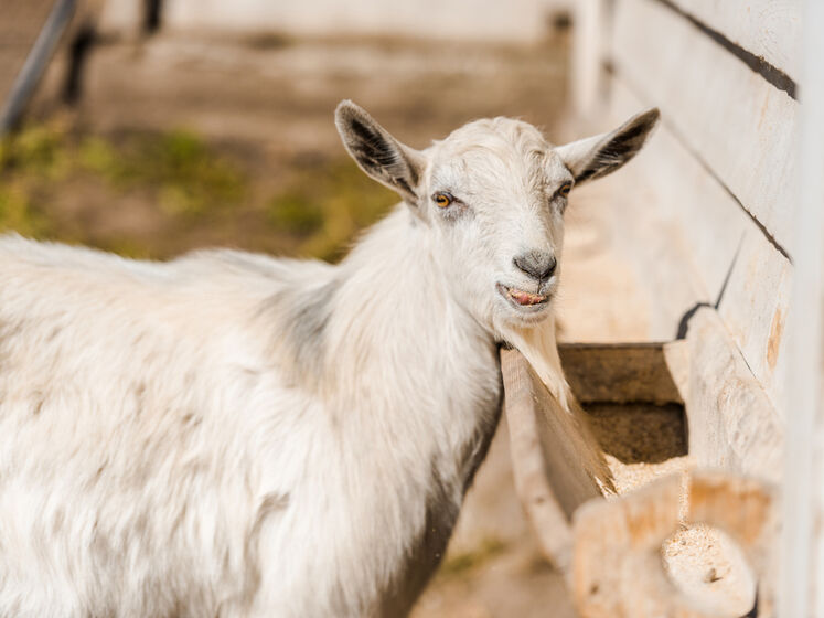 У Запорізькій області коза "знешкодила" кількох окупантів – розвідка