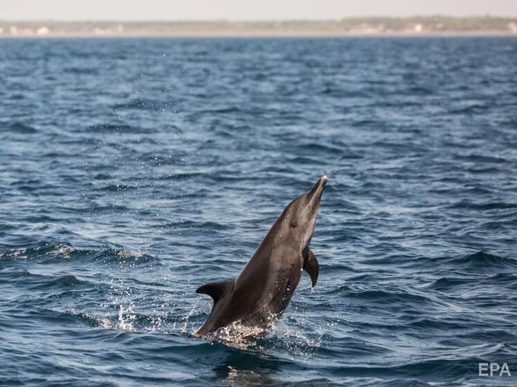 Украинский эколог: В Черном море погибло не менее 3 тыс. дельфинов, одна из причин – варварская война рашистов