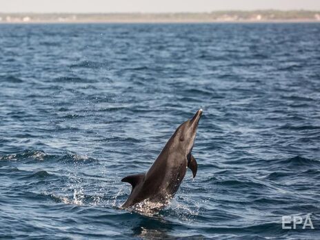 Украинский эколог: В Черном море погибло не менее 3 тыс. дельфинов, одна из причин – варварская война рашистов