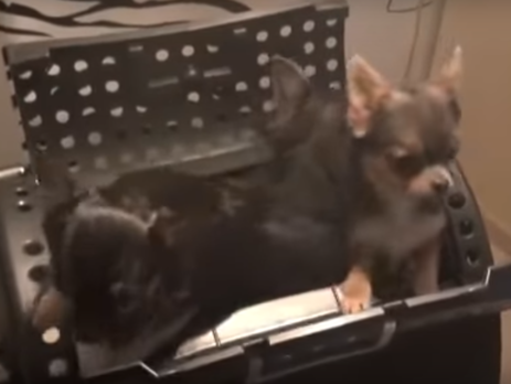 В Подмосковье выходцы из Средней Азии, занимавшиеся проституцией, украли четырех щенков чихуахуа