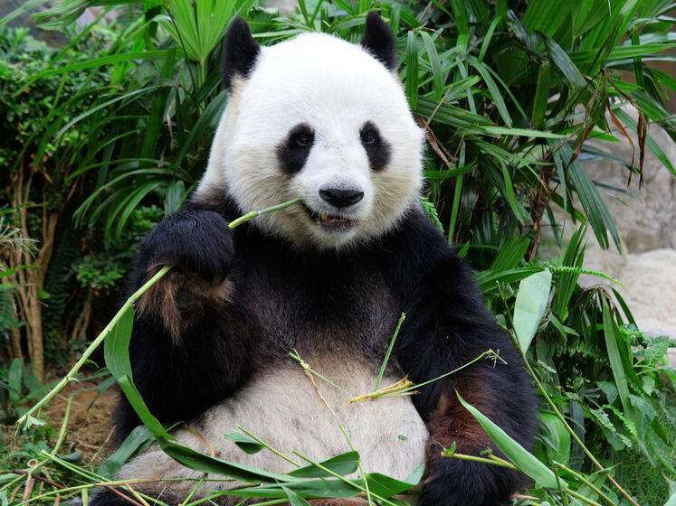 У зоопарку Гонконга помер найстаріший у світі самець панди
