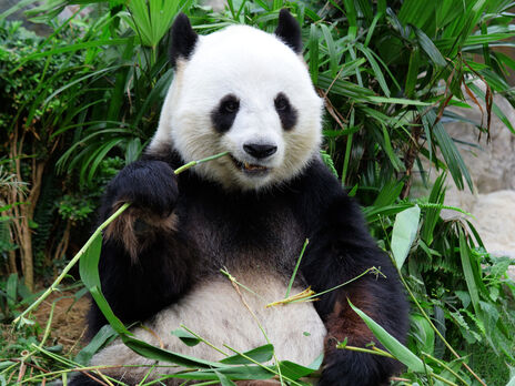 В зоопарке Гонконга умер самый старый в мире самец панды