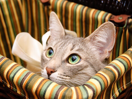 С 25 июля начнут действовать новые правила перевозки животных через границу с Польшей – ГПСУ