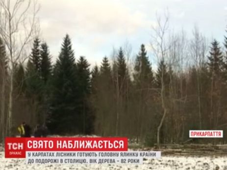 Главную елку страны нашли на Прикарпатье. Видео