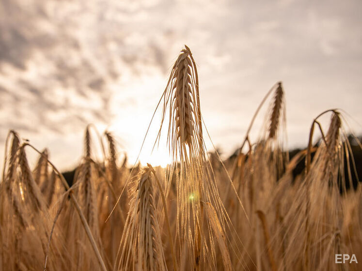 Українські аграрії вже зібрали понад 23 млн тонн зерна нового врожаю