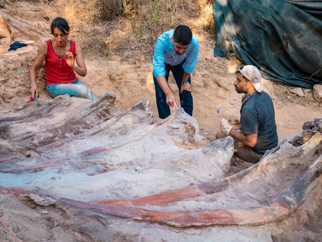 В Португалии нашли скелет, вероятно, самого большого динозавра в Европе