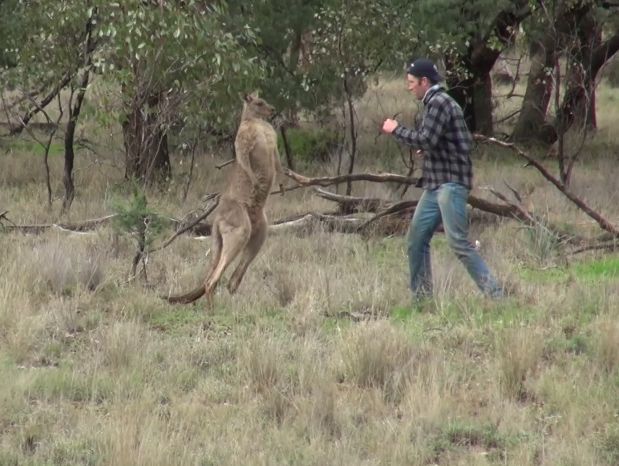 Австралиец подрался с кенгуру, схватившим его собаку. Видео