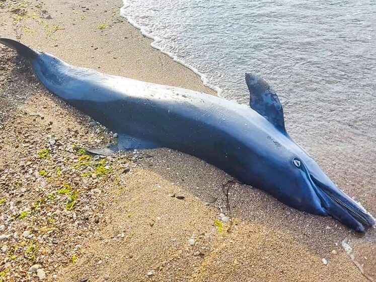 За время войны в Черном море погибли десятки тысяч дельфинов – эколог