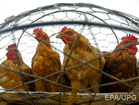 ЕС запретил импорт птицы из Украины из-за гриппа 