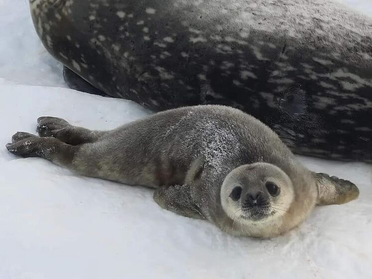 Біля станції Академік Вернадський народилися перші в цьому сезоні дитинчата тюленів