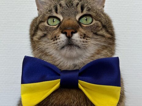 Кіт Степан повернувся із Франції до України