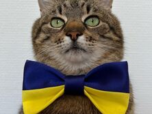 Кот Степан заявил, что вернулся из Франции в Украину