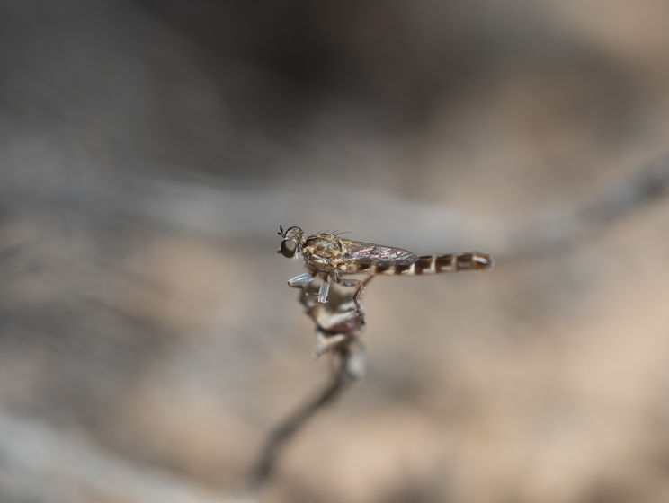 В Южной Африке нашли новый вид мух-убийц