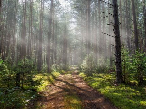 В Черниговской области четыре человека погибли в результате наезда машины на мину в лесу