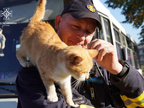 Киевские спасатели приютили в Изюме кота, лишившегося дома из-за оккупации, и назвали его в честь освобожденного города