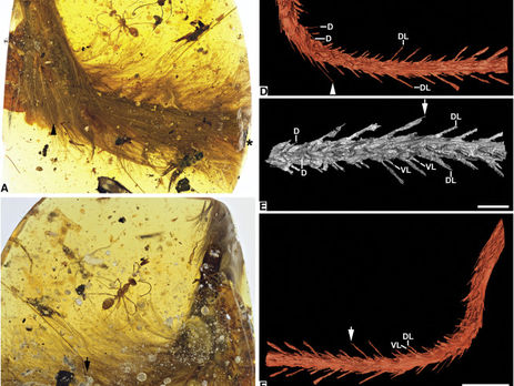 В Мьянме в янтаре нашли хвост маленького динозавра