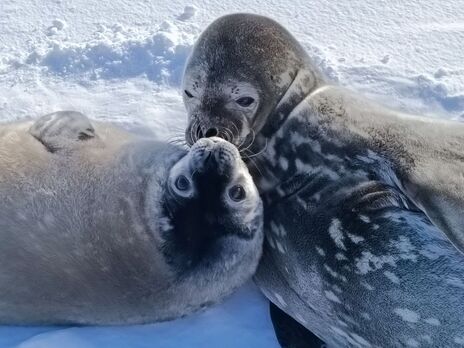 Полярники на українській антарктичній станції показали, як ростуть тюленята. Фоторепортаж