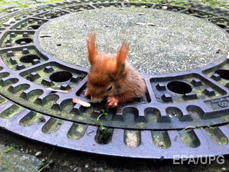 В Мюнхене спасатели освободили белку, которая из-за полноты застряла в крышке люка