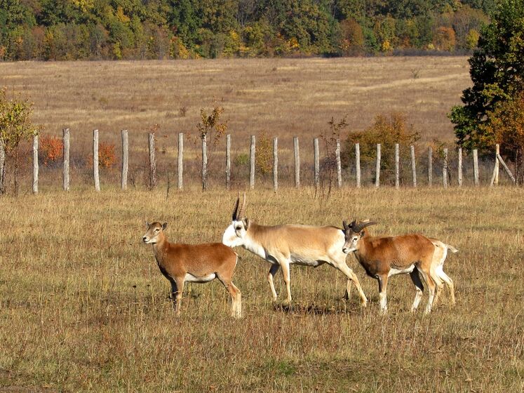 Оккупанты заминировали заповедник в Харьковской области, где разводили исчезающий вид антилоп 
