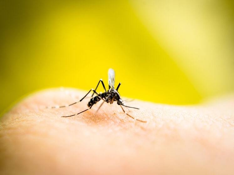 "Москіти проти московитів". Резніков оголосив "мобілізацію комарів" на війну із РФ