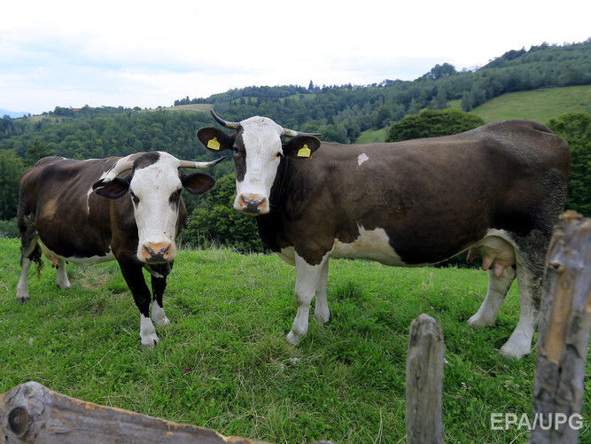 Ученые обвинили коров в росте концентрации метана в атмосфере Земли