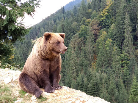 Прикордонники зустріли ведмедя біля українсько-румунського кордону, зазначили у ДПСУ