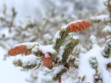 Укргидрометцентр: В конце недели в Украине ожидается похолодание