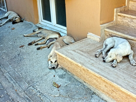 Під Астраханню виявили 60 мертвих собак без лап, носів та очей. Того ж дня до консульств України надійшли закривавлені пакунки з очима тварин