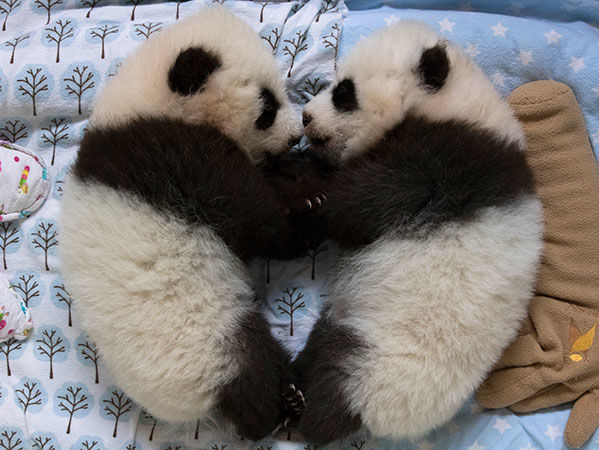 Панды-близнецы из зоопарка Атланты получили имена. Видео