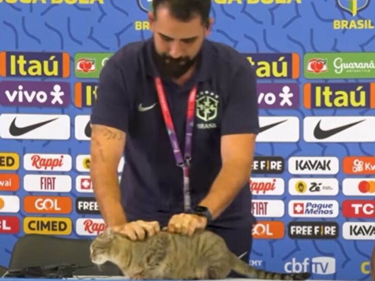 Представитель сборной Бразилии на пресс-конференции грубо скинул кота со стола. Спустя два дня бразильская сборная покинула ЧМ. Видео