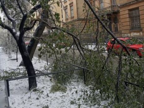 Во Львове в течение дня упало больше 100 деревьев – горсовет