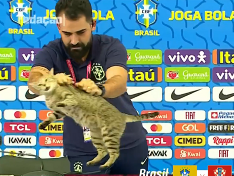 Бразильская конфедерация футбола получила миллионный иск за кота, которого грубо сбросили со стола на пресс-конференции в Катаре