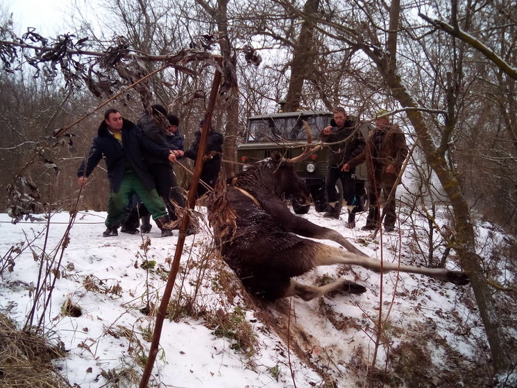 В Харьковской области спасатели вытащили лося из заледенелой реки