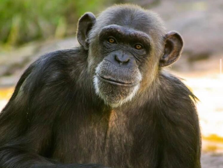 У Швеції приспали трьох шимпанзе, які втекли із зоопарку. Ще чотирьох тварин намагаються зловити