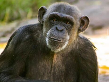 В Швеции усыпили трех шимпанзе, сбежавших из зоопарка. Еще четырех животных пытаются поймать