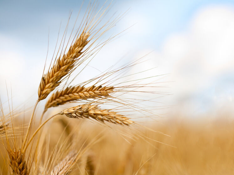В 2023 году посевные площади под зерновыми в Украине сократятся на 45%, а валовой сбор – на 60% – аграрии