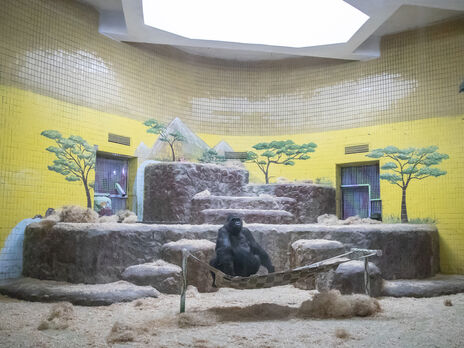 В столичном зоопарке организовали пункт обогрева для гориллы Тони