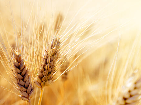 Експорт пшениці з окупованого Криму до Сирії зріс у 17 разів – ЗМІ